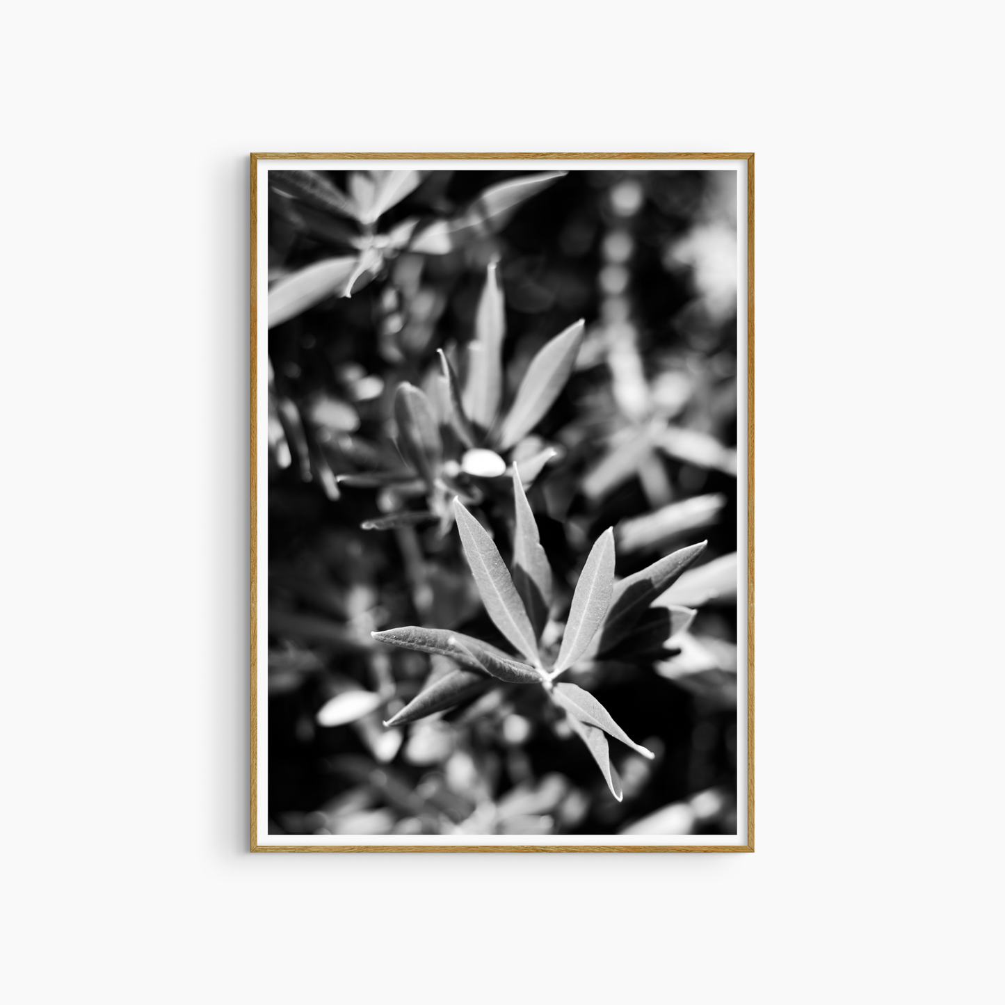 Printable olive leaf photography, black and white botanical wall art, Mediterranean nature print