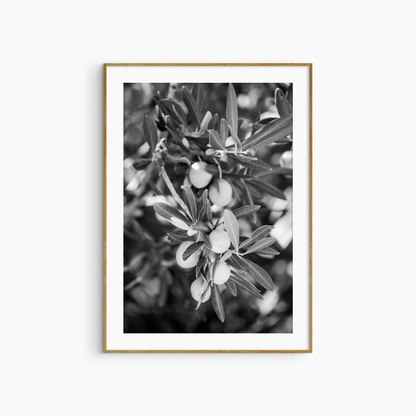Black and white olive branch photography print, Mediterranean botanical wall art, printable nature photography