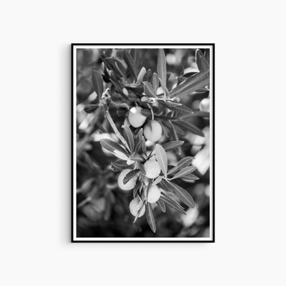 Olive branch printable wall art, black and white botanical photography, Mediterranean interior decor