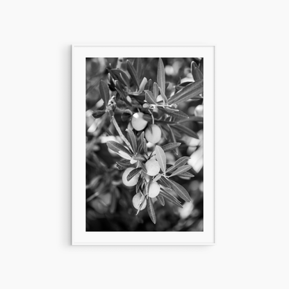 Printable olive tree photography, black and white botanical wall art, Mediterranean nature print