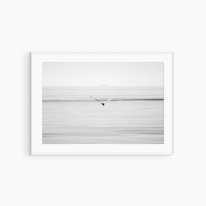 Black and white seagull in flight photography print, minimalist coastal bird wall art, open sea print