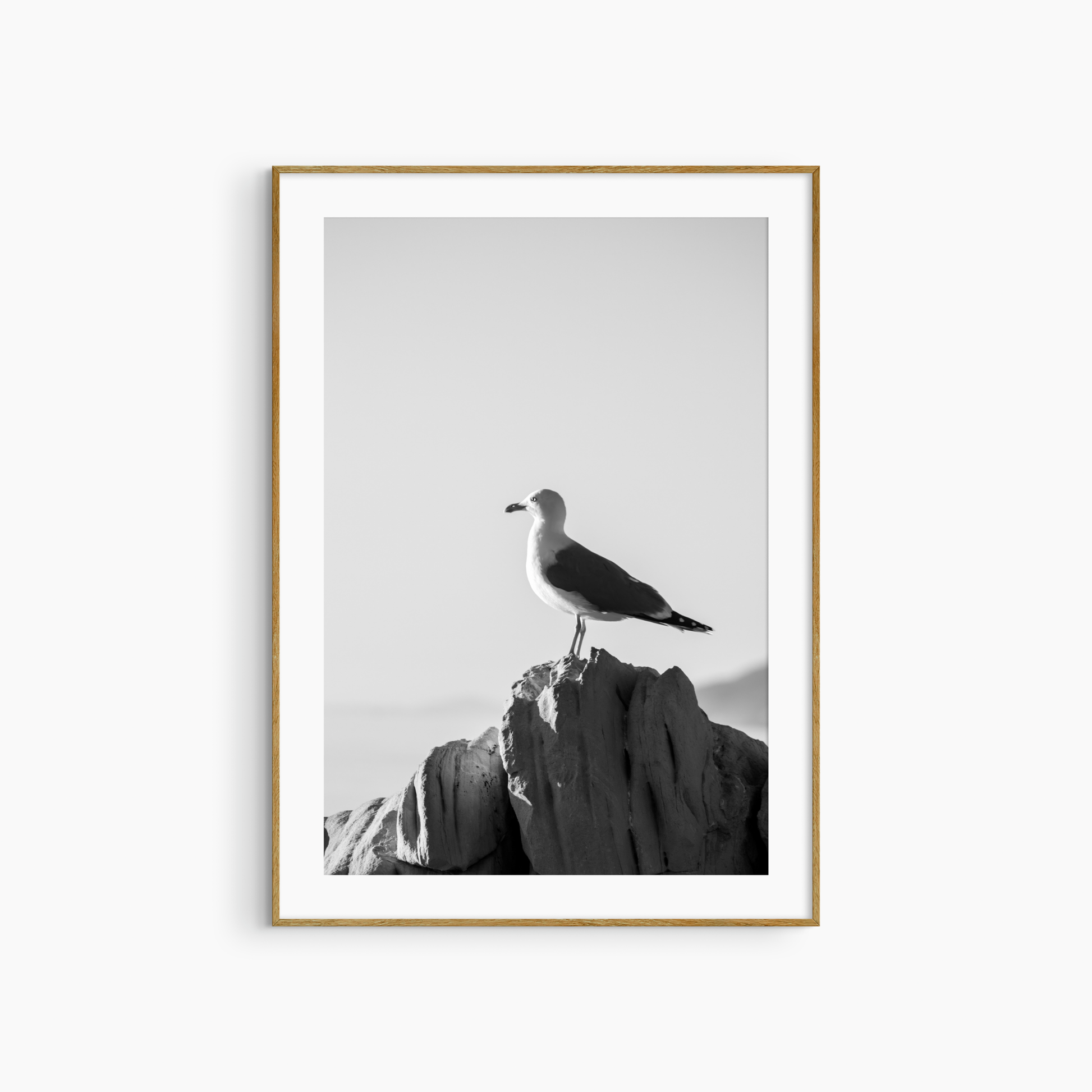 Black and white seagull photography print, coastal wildlife wall art, seagull on rock close-up