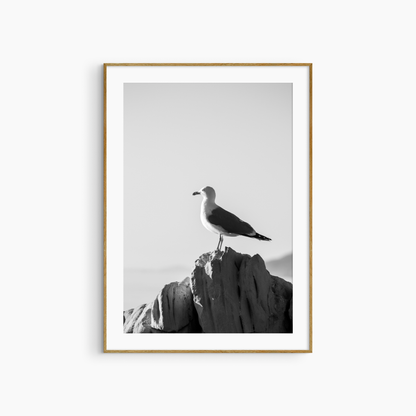 Black and white seagull photography print, coastal wildlife wall art, seagull on rock close-up