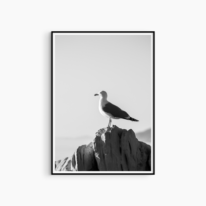 Seagull portrait photography print, black and white wildlife wall art, minimalist coastal print