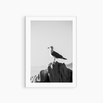Printable coastal bird photography, black and white seagull on rock wall art, minimalist wildlife print