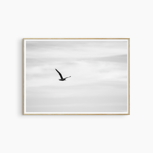 Seagull flying against pale sky, black and white minimalist wall art, printable bird photography