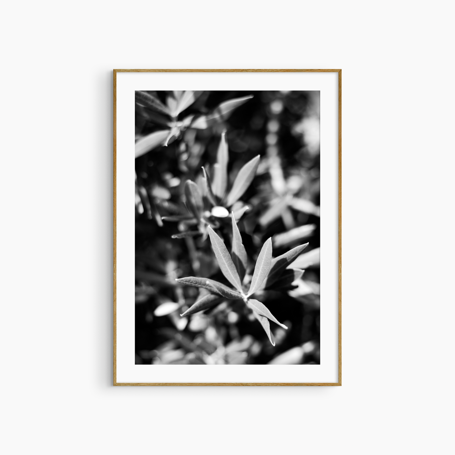 Olive tree close-up photography print, black and white botanical wall art, nature printable