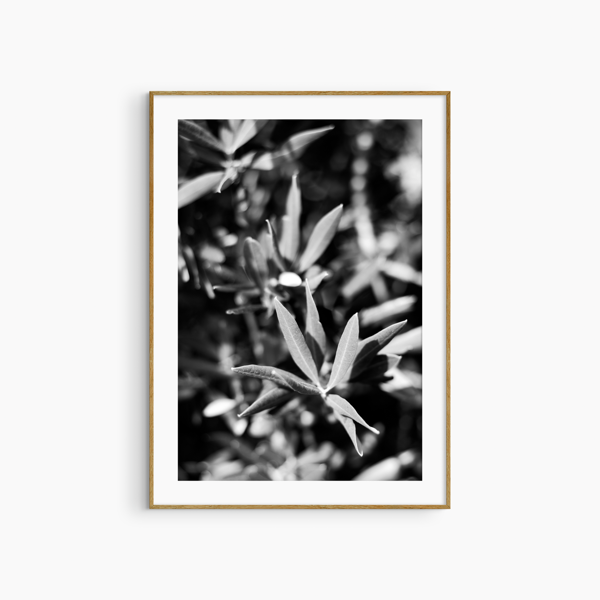 Olive tree close-up photography print, black and white botanical wall art, nature printable