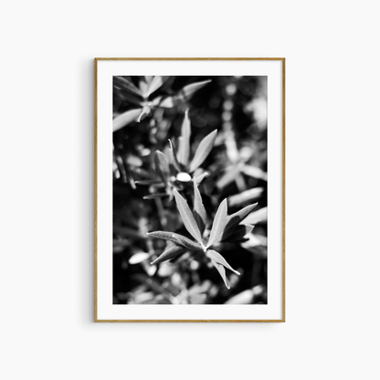Olive tree close-up photography print, black and white botanical wall art, nature printable