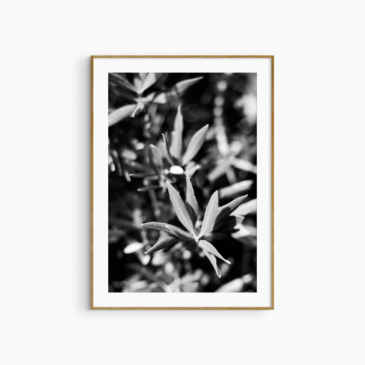 Olive tree close-up photography print, black and white botanical wall art, nature printable