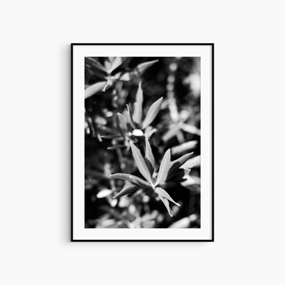 Black and white olive tree photography print, Mediterranean botanical wall art, olive leaf close-up