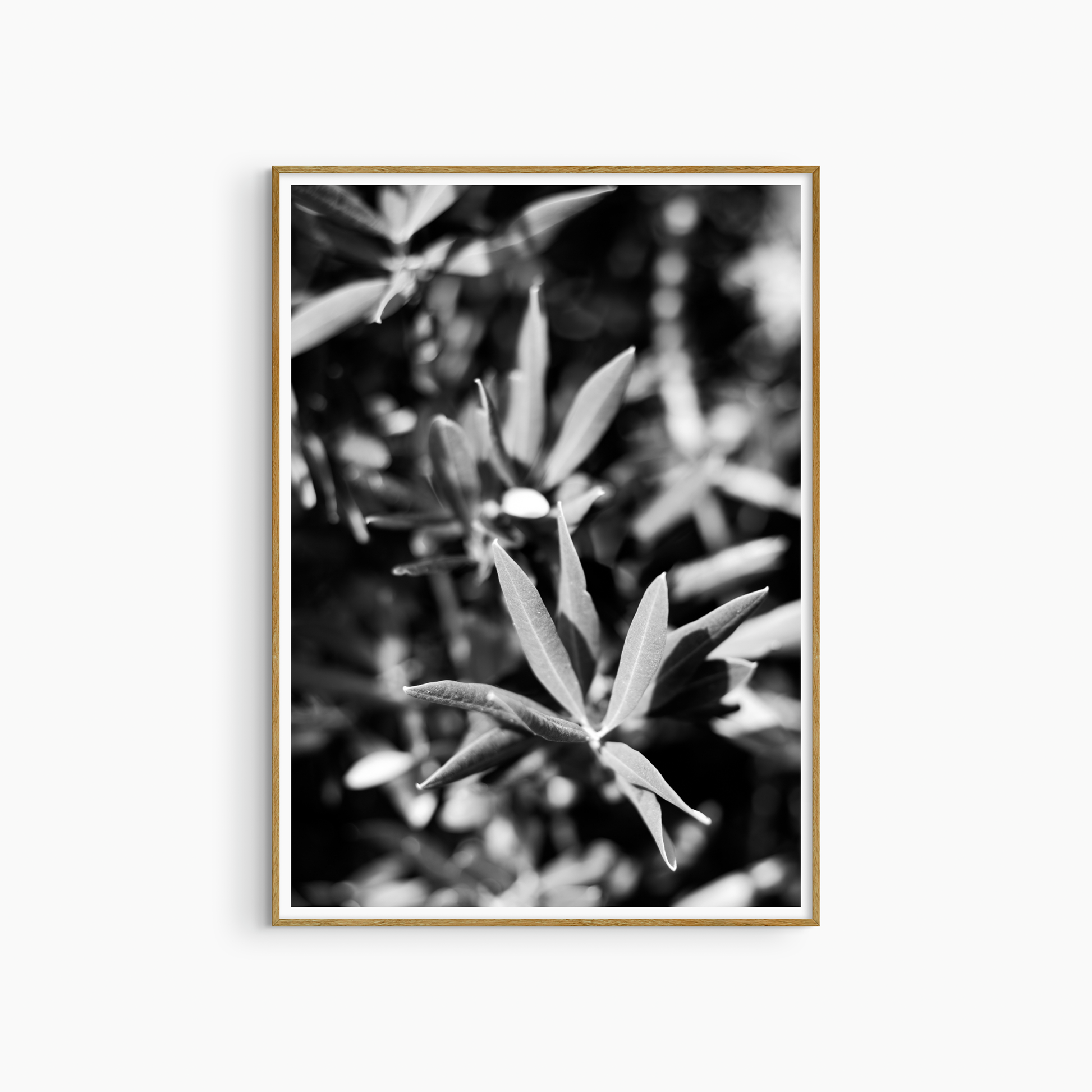 Printable olive leaf photography, black and white botanical wall art, Mediterranean nature print