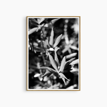 Printable olive leaf photography, black and white botanical wall art, Mediterranean nature print