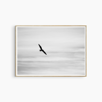 Black and white seagull silhouette photography print, bird in flight wall art, coastal sky print