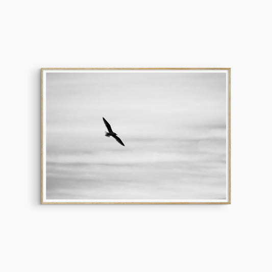 Black and white seagull silhouette photography print, bird in flight wall art, coastal sky print