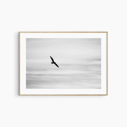 Printable seagull in flight photography, black and white bird silhouette wall art, coastal print