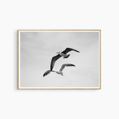 Black and white two seagulls flying photography print, coastal bird wall art, dynamic seagull print